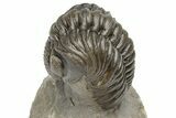 Beautiful Morocops Trilobite - Exceptional Shell Detail #225381-4